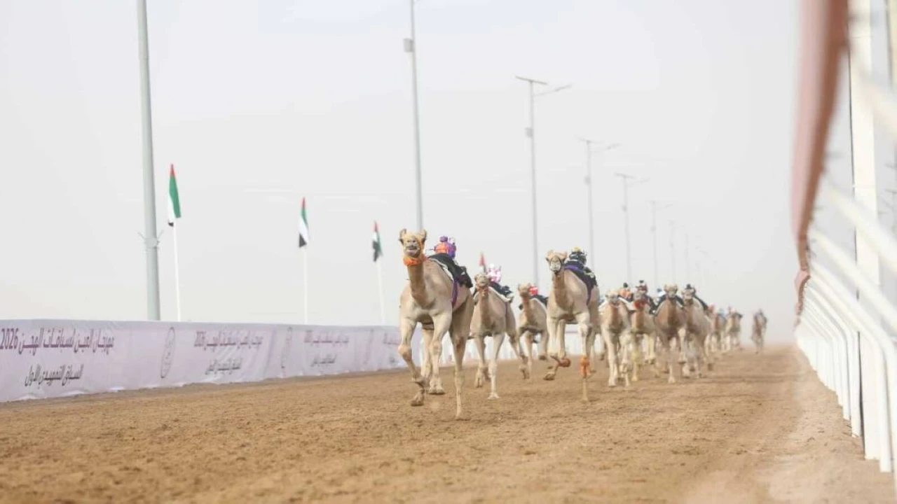 «الشاهينية» تتألق في الشوط الأول بمهرجان العين لسباقات الهجن